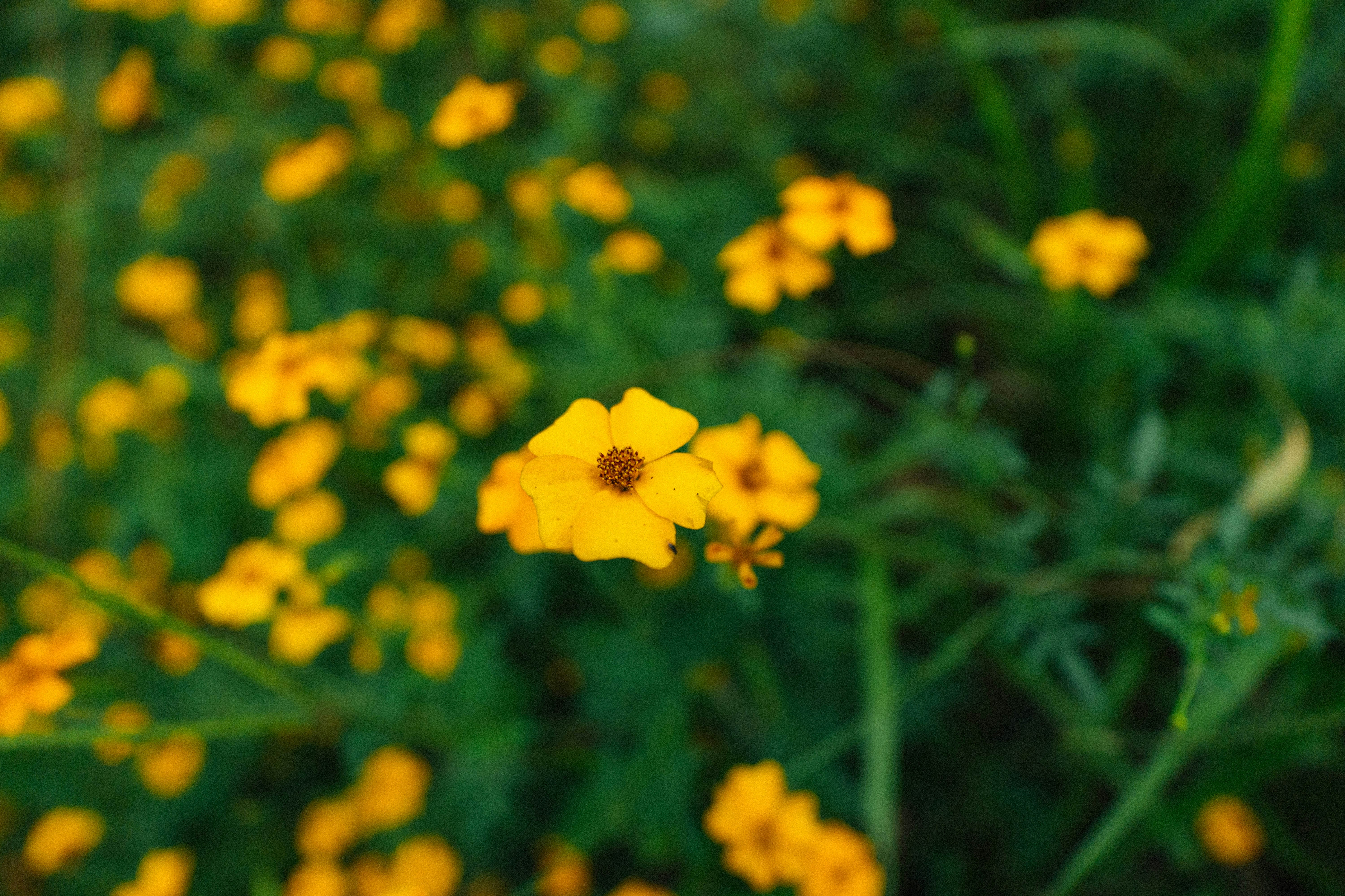 Photo by jonathecreator