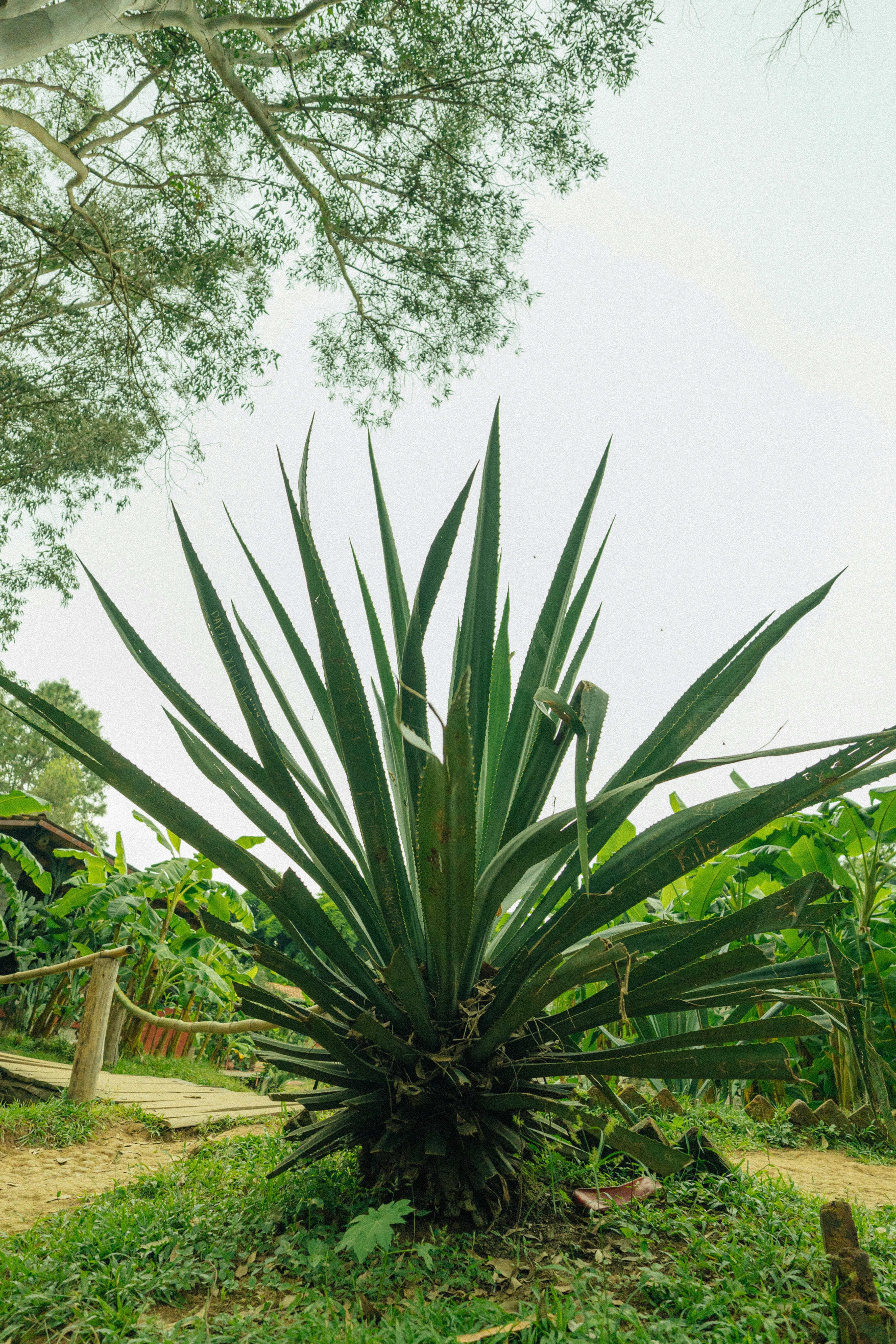 Photo by jonathecreator