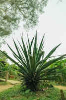 A large agave plant with long, sharp, and pointed green leaves is situated in a lush, green outdoor setting. Surrounding the plant are grassy areas, small leafy plants, a dirt pathway, and wooden structures, possibly part of a rustic fence. In the background, more plants and trees with dense foliage are visible, framed by a clear sky.