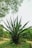 A large agave plant with long, sharp, and pointed green leaves is situated in a lush, green outdoor setting. Surrounding the plant are grassy areas, small leafy plants, a dirt pathway, and wooden structures, possibly part of a rustic fence. In the background, more plants and trees with dense foliage are visible, framed by a clear sky.
