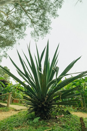 A large agave plant with long, sharp, and pointed green leaves is situated in a lush, green outdoor setting. Surrounding the plant are grassy areas, small leafy plants, a dirt pathway, and wooden structures, possibly part of a rustic fence. In the background, more plants and trees with dense foliage are visible, framed by a clear sky.