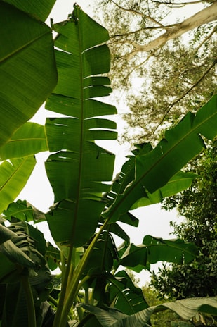 Rows of banana plants with vibrant green leaves swaying gently in the breeze.