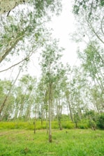 a lush green forest filled with lots of trees