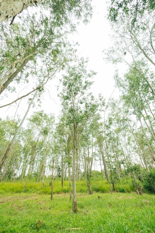 a lush green forest filled with lots of trees