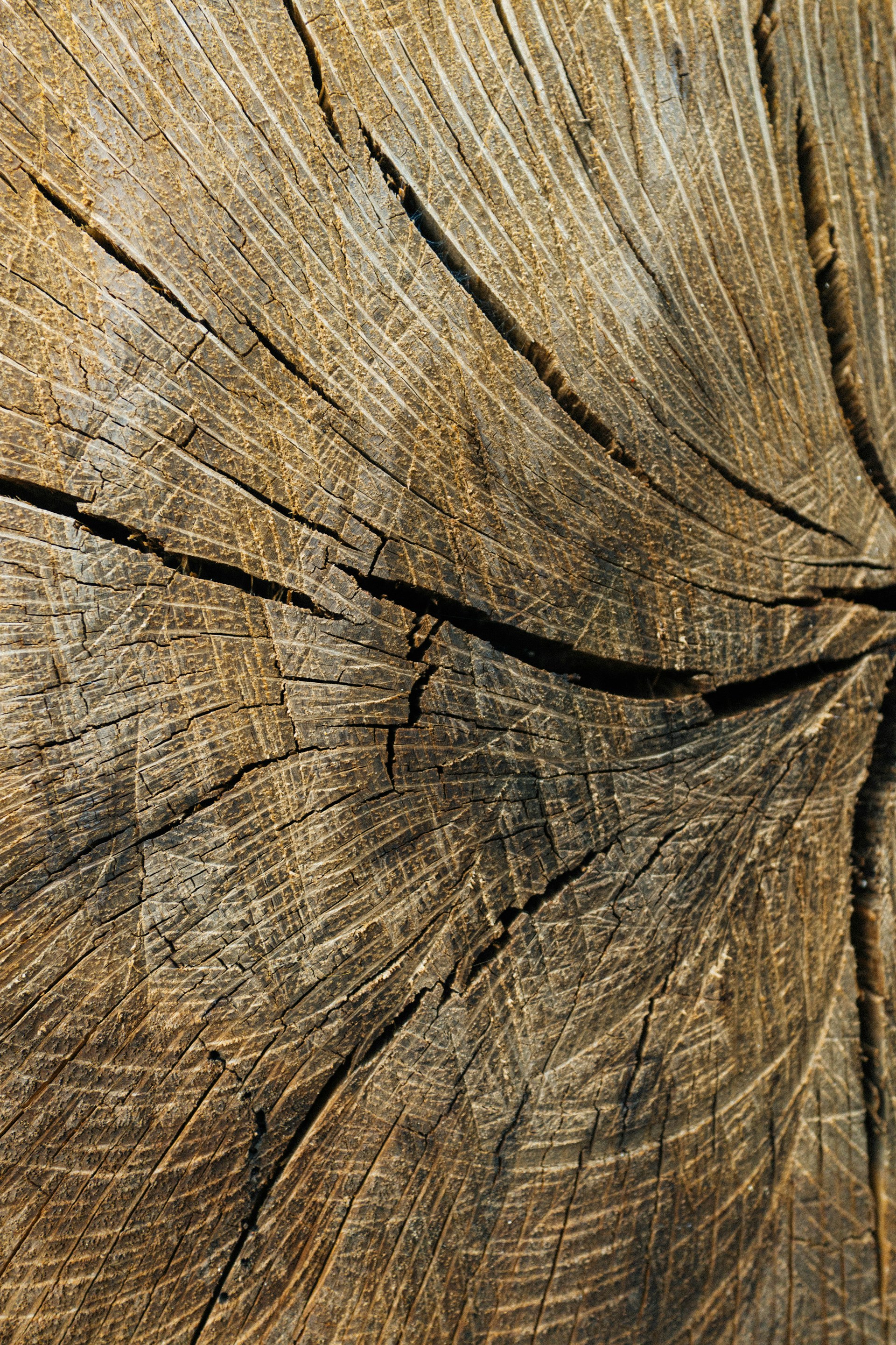 a close up view of a tree trunk