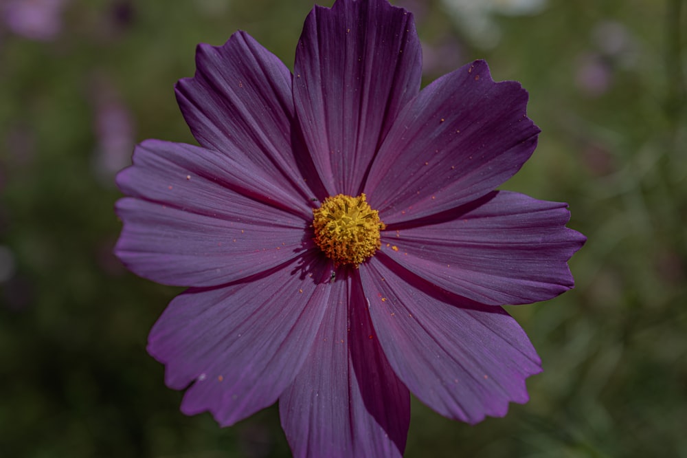 a purple flower with a yellow center in a field
