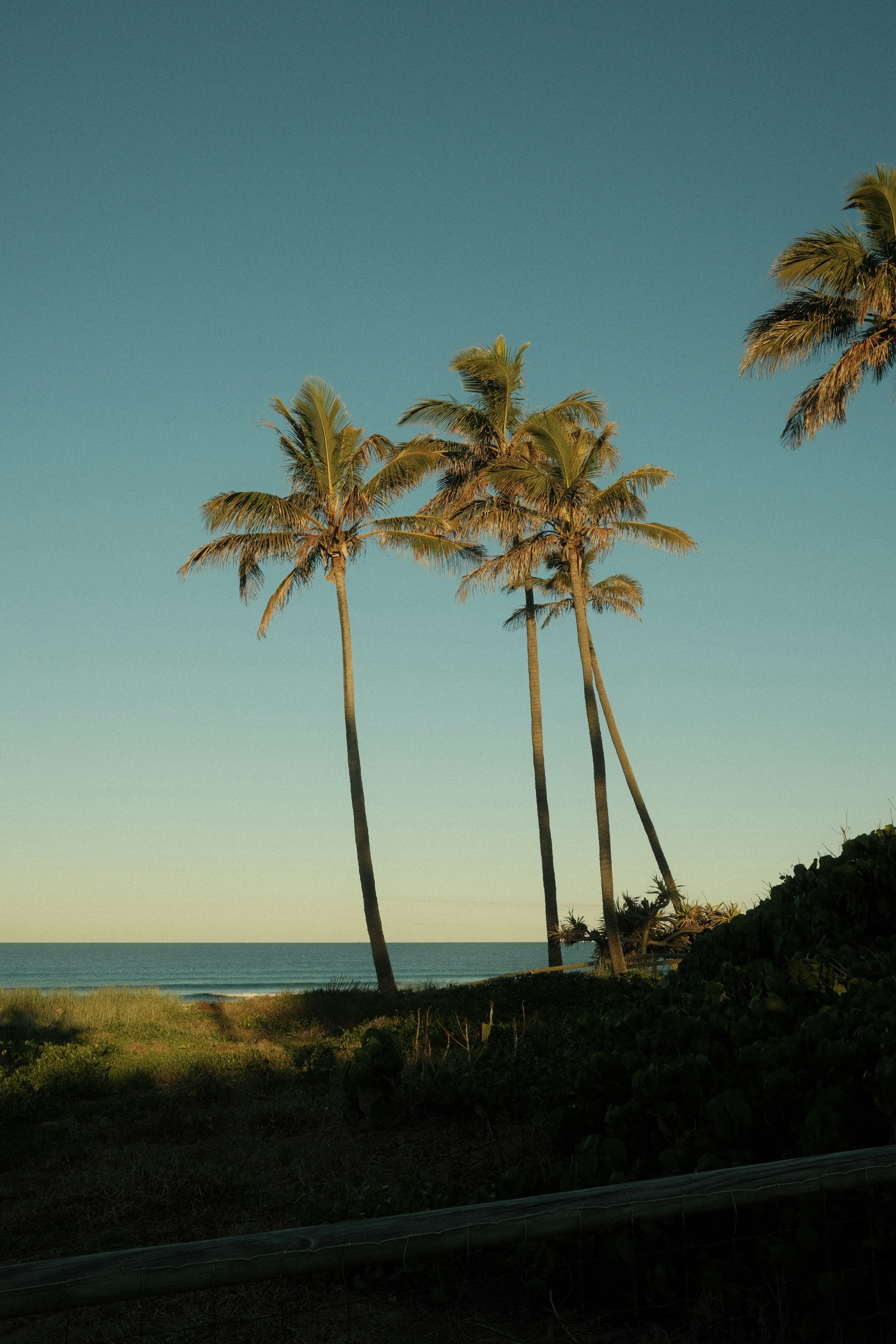 a couple of palm trees sitting next to the ocean