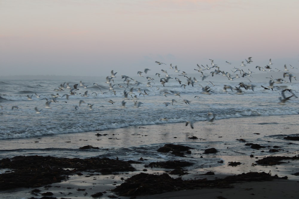 a flock of birds flying over the ocean