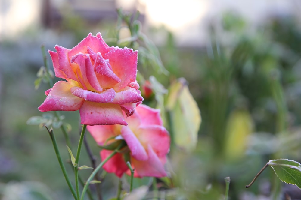 a close up of a pink rose with water droplets on it