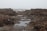 A foggy coastal landscape with large mounds of seaweed scattered across the shoreline. The seaweed is dark brown and wet, lying in thick clumps along the beach. The ocean is visible in the background with gentle waves rolling in under a gray, overcast sky.