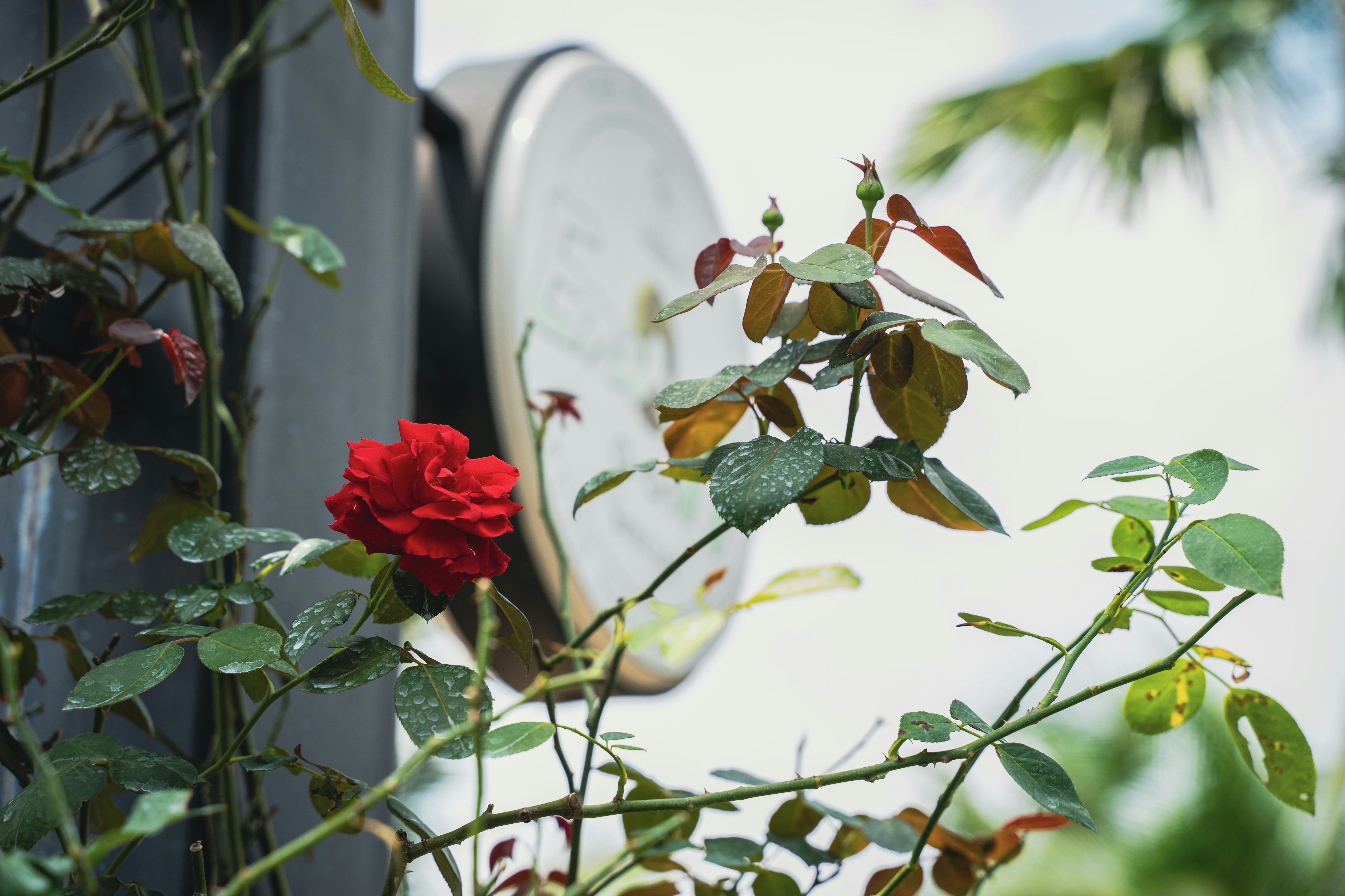 What to Say: Heartfelt Funeral Wishes & Short Messages