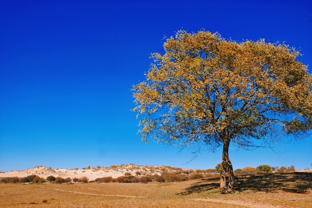 a tree in a field with a blue sky in the background