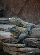 two large lizards sitting on top of a rock