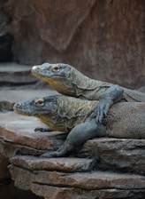two large lizards sitting on top of a rock