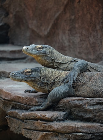 two large lizards sitting on top of a rock