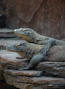 two large lizards sitting on top of a rock