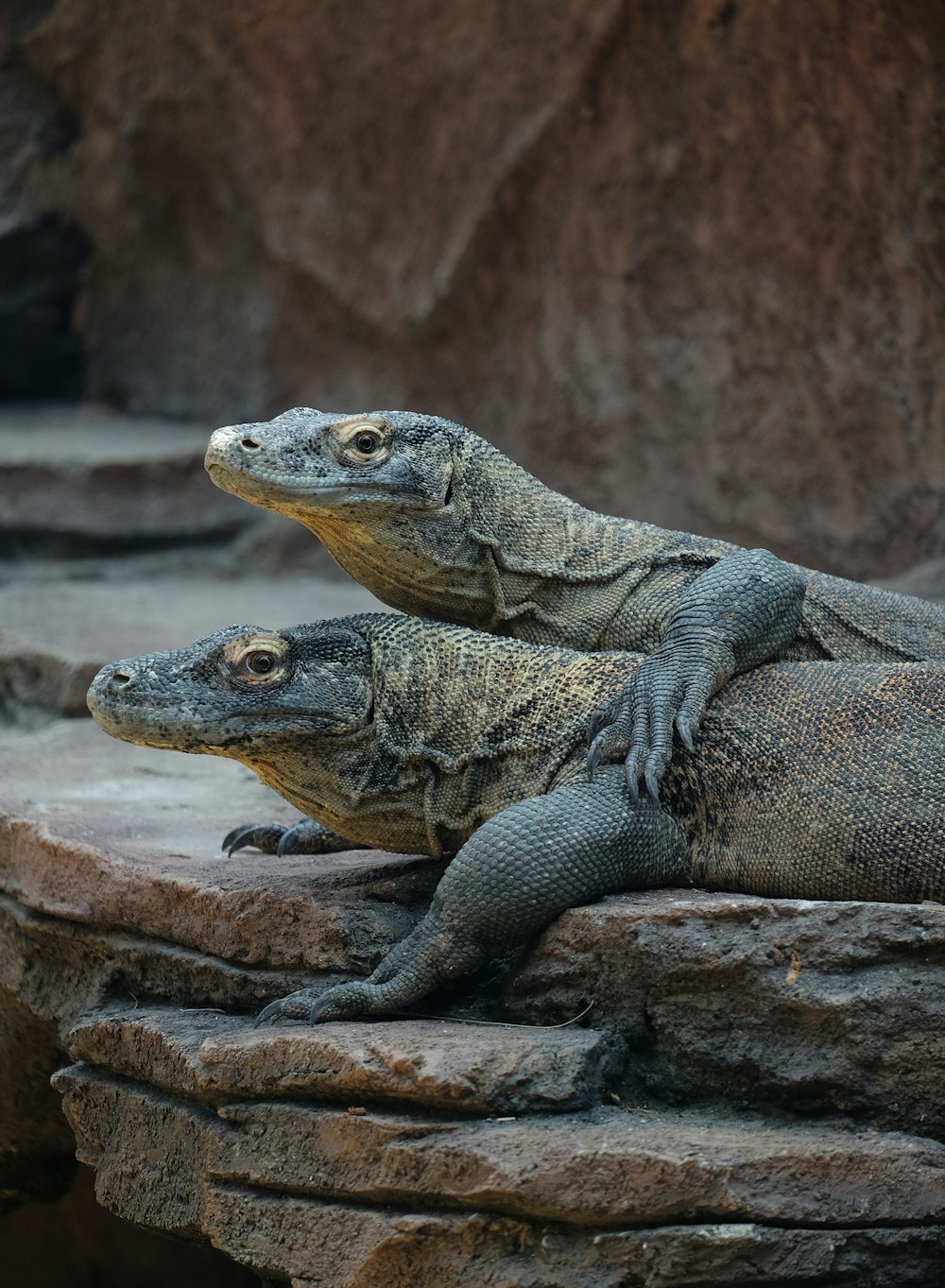 deux grands lézards assis au sommet d’un rocher