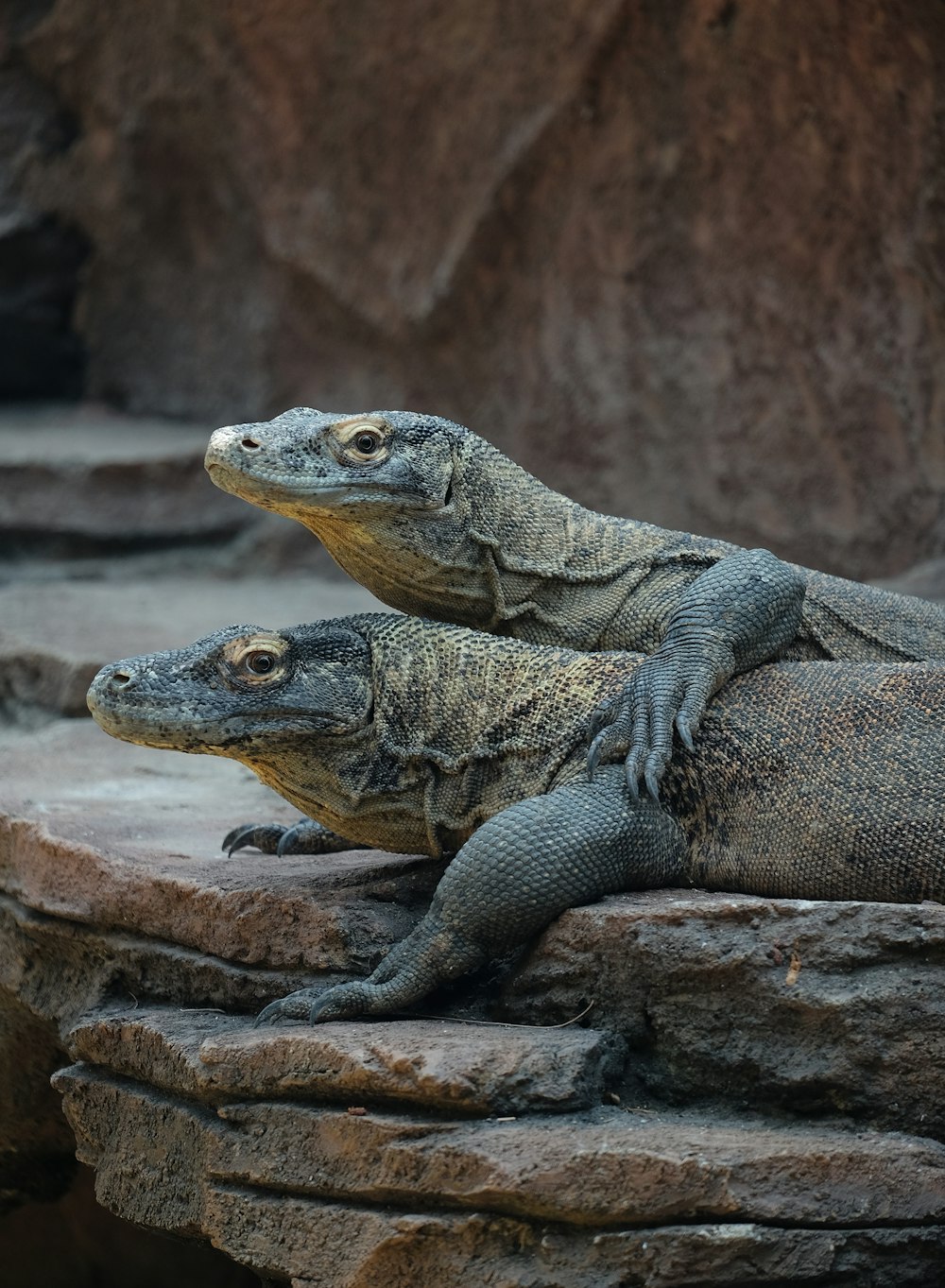 two large lizards sitting on top of a rock