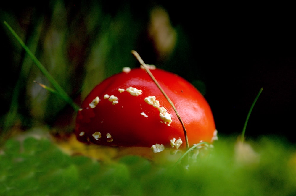 a red mushroom sitting on top of a lush green field