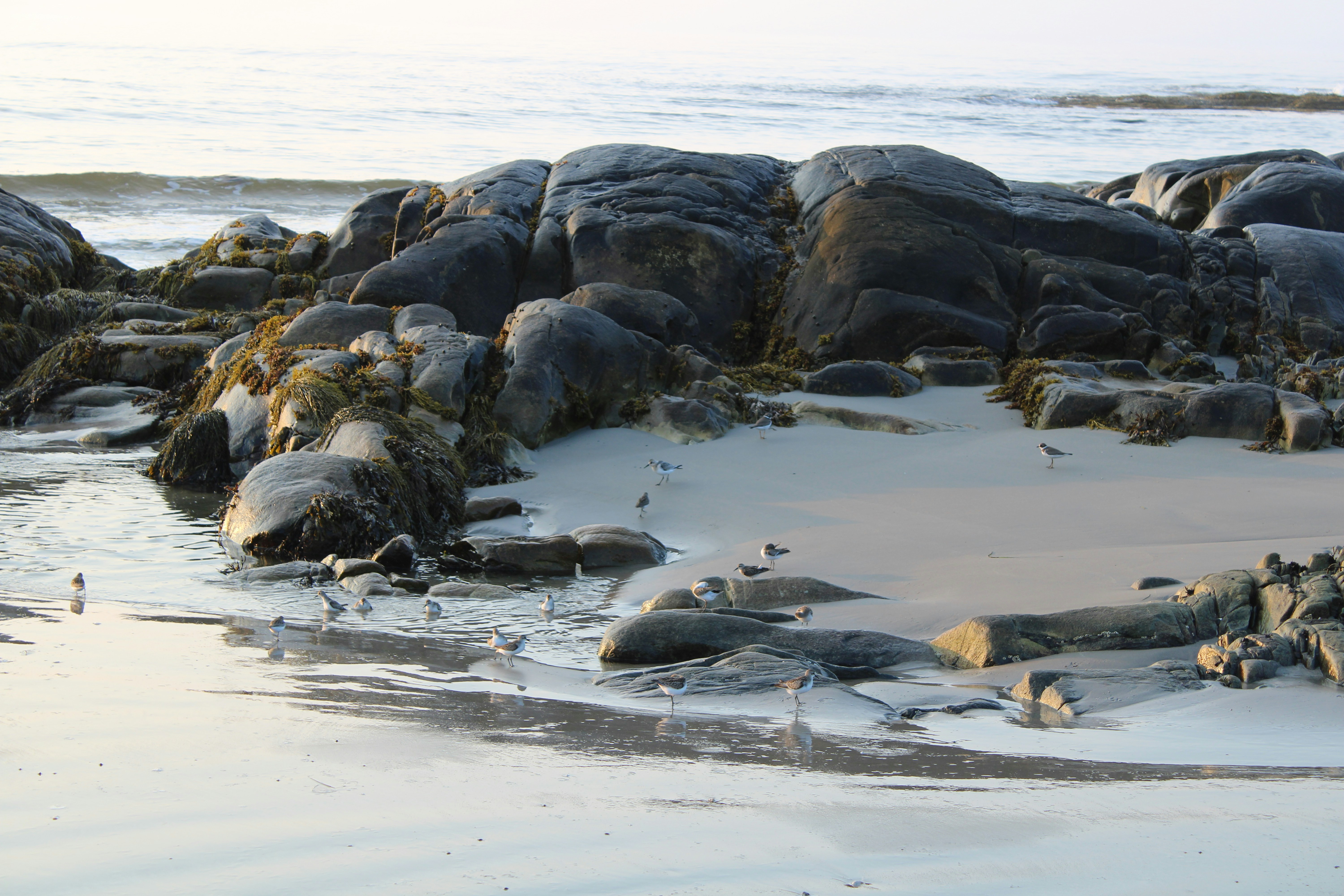 Bird Bath at Martinique Beach