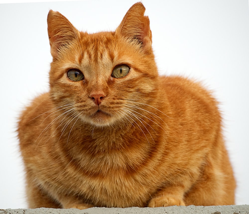 a close up of a cat with a white background