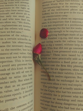 An open book with text in English is displayed, and two small red flower petals lie on the pages. The text discusses themes related to the World War and concentration camps.