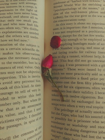 An open book with text in English is displayed, and two small red flower petals lie on the pages. The text discusses themes related to the World War and concentration camps.