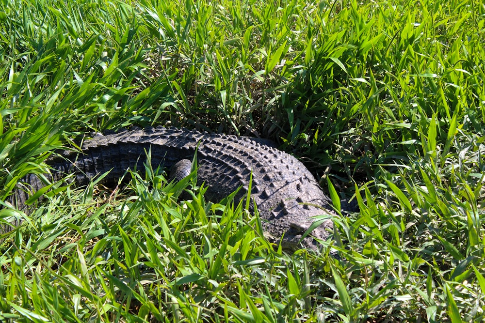 an alligator is laying in the tall grass