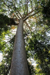 A serene tree standing tall in a sunlit forest clearing.