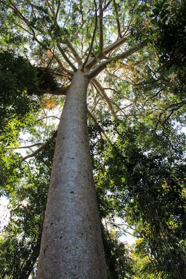 A serene tree standing tall in a sunlit forest clearing.