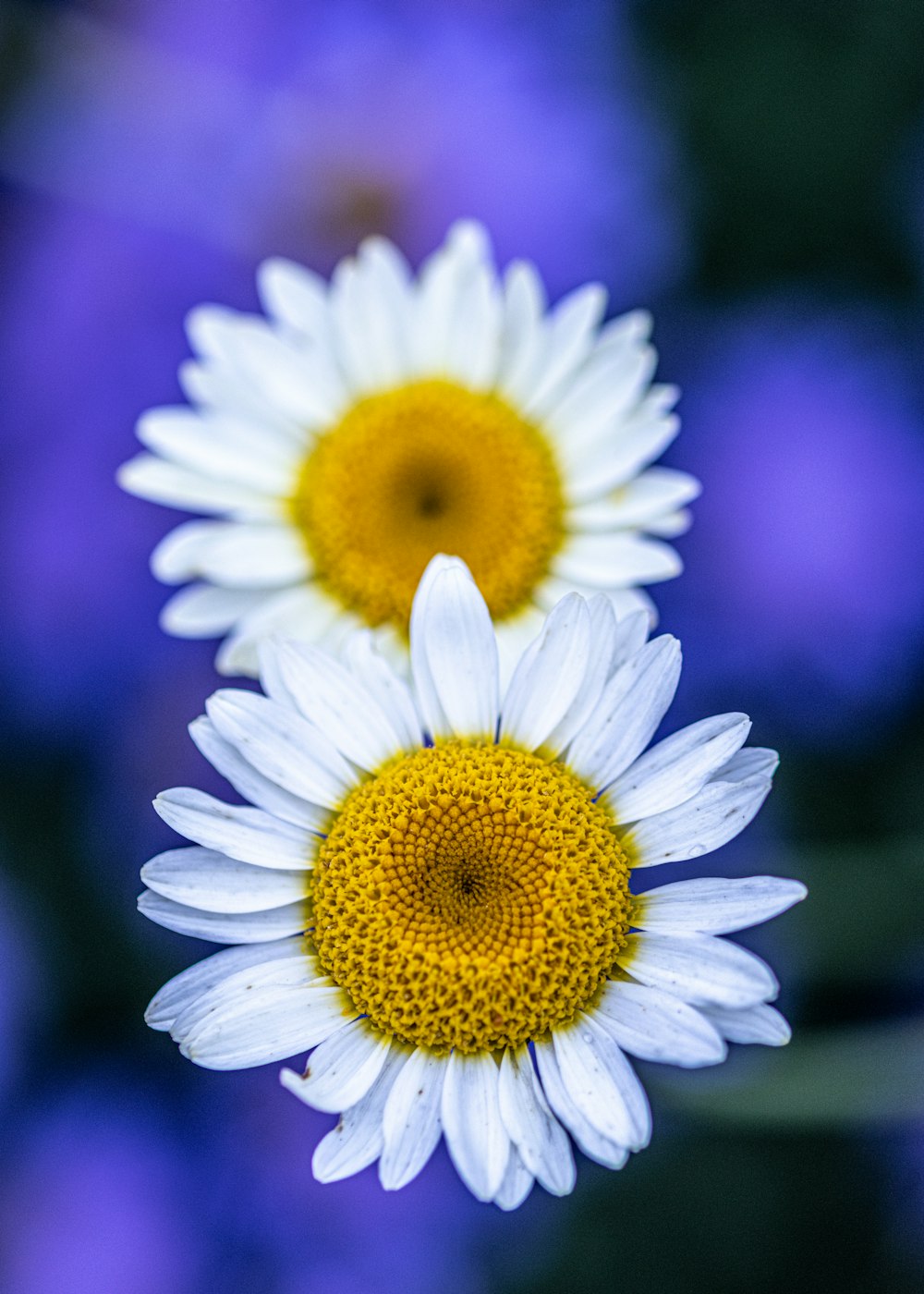 a close up of two white and yellow flowers