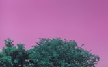 The image features a vibrant purple sky with lush green trees at the bottom. The contrast between the sky and the greenery creates a surreal and visually striking scene.