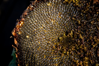 An abstract shot of sunflower seeds arranged in a spiraling pattern, starkly lit.