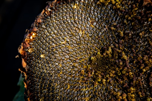 An abstract shot of sunflower seeds arranged in a spiraling pattern, starkly lit.