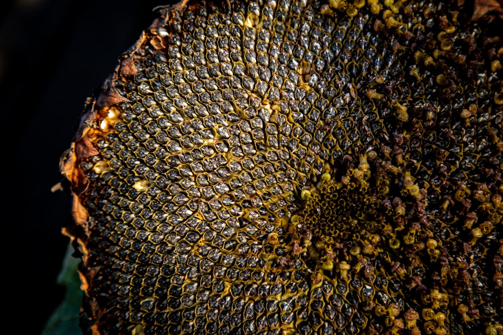 a close up view of a sunflower's seeds