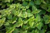 a close up of a bunch of green leaves