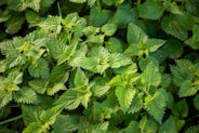 a close up of a bunch of green leaves
