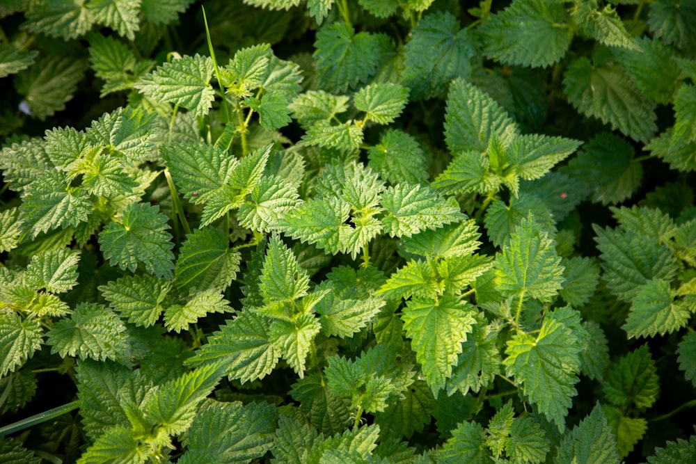 a close up of a bunch of green leaves