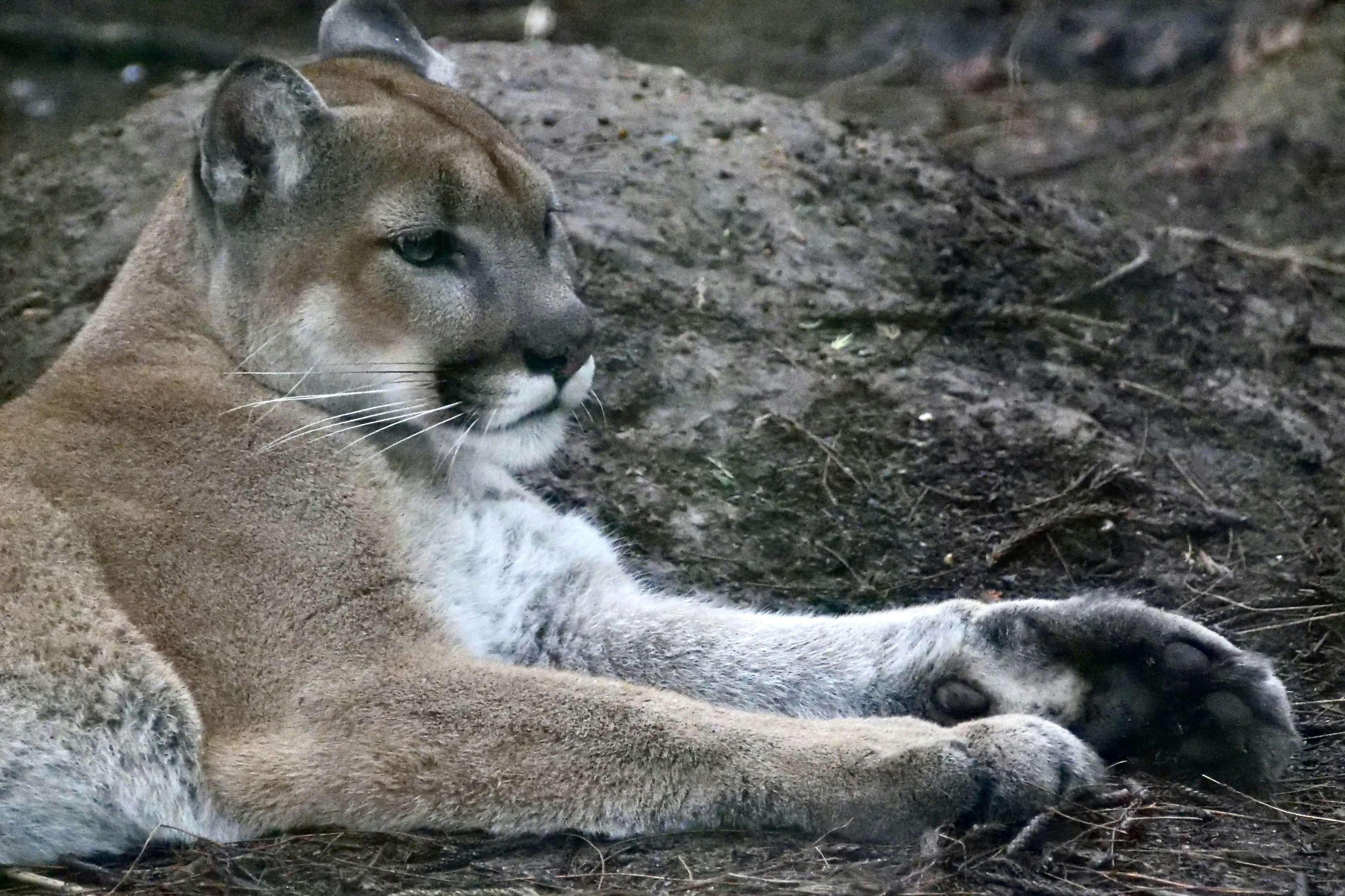 Photo by cocoshalalala