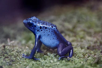 Close-up of a colorful poison dart frog perched on a leafy branch in a naturalistic terrarium.