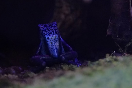 A vividly colored frog with a striking blue and black pattern sits on a mossy surface. The lighting is dim, casting a shadowy appearance around the creature, while the texture of its skin is prominently dotted and smooth.