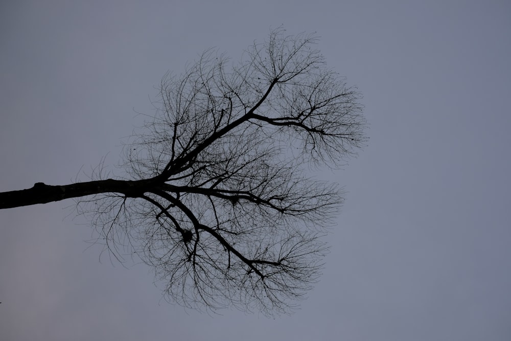 a bare tree without leaves against a gray sky