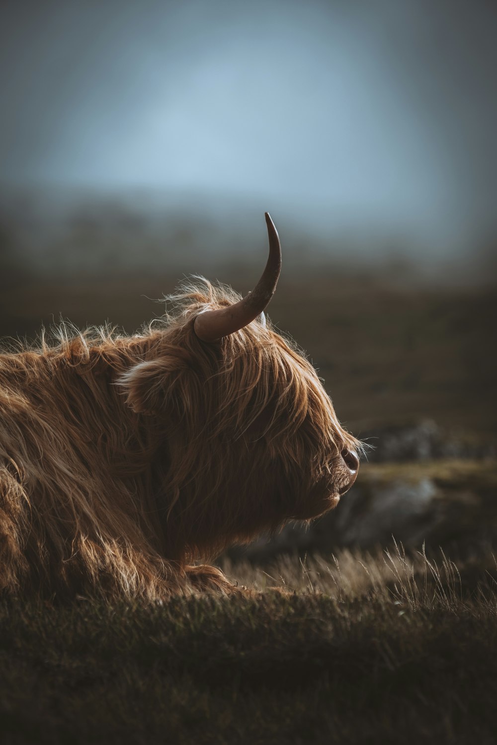 a brown cow with long horns standing in a field