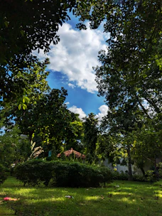 A cozy 324 sq.ft plot nestled among leafy trees with a clear blue sky overhead.