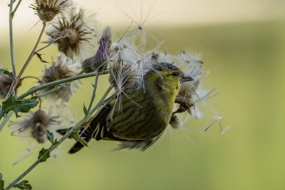 a small bird sitting on top of a plant