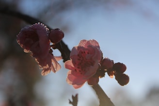 A close-up of delicate cherry blossoms in soft morning light, symbolizing the essence of Cherry Blossom Collective.