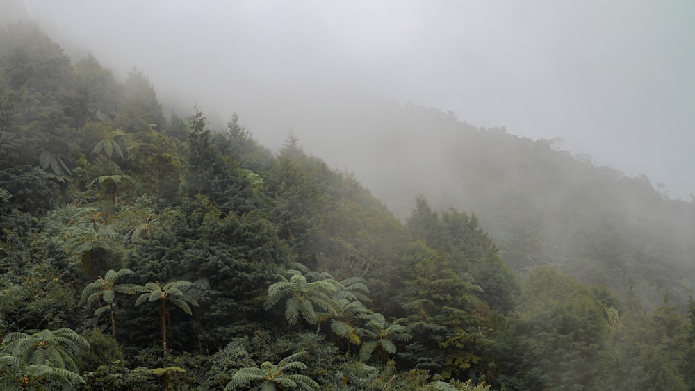 a mountain covered in fog with trees on the side