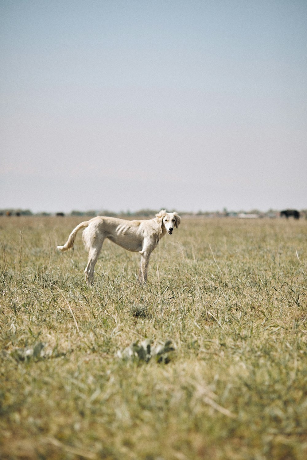 a white dog standing in a field of grass