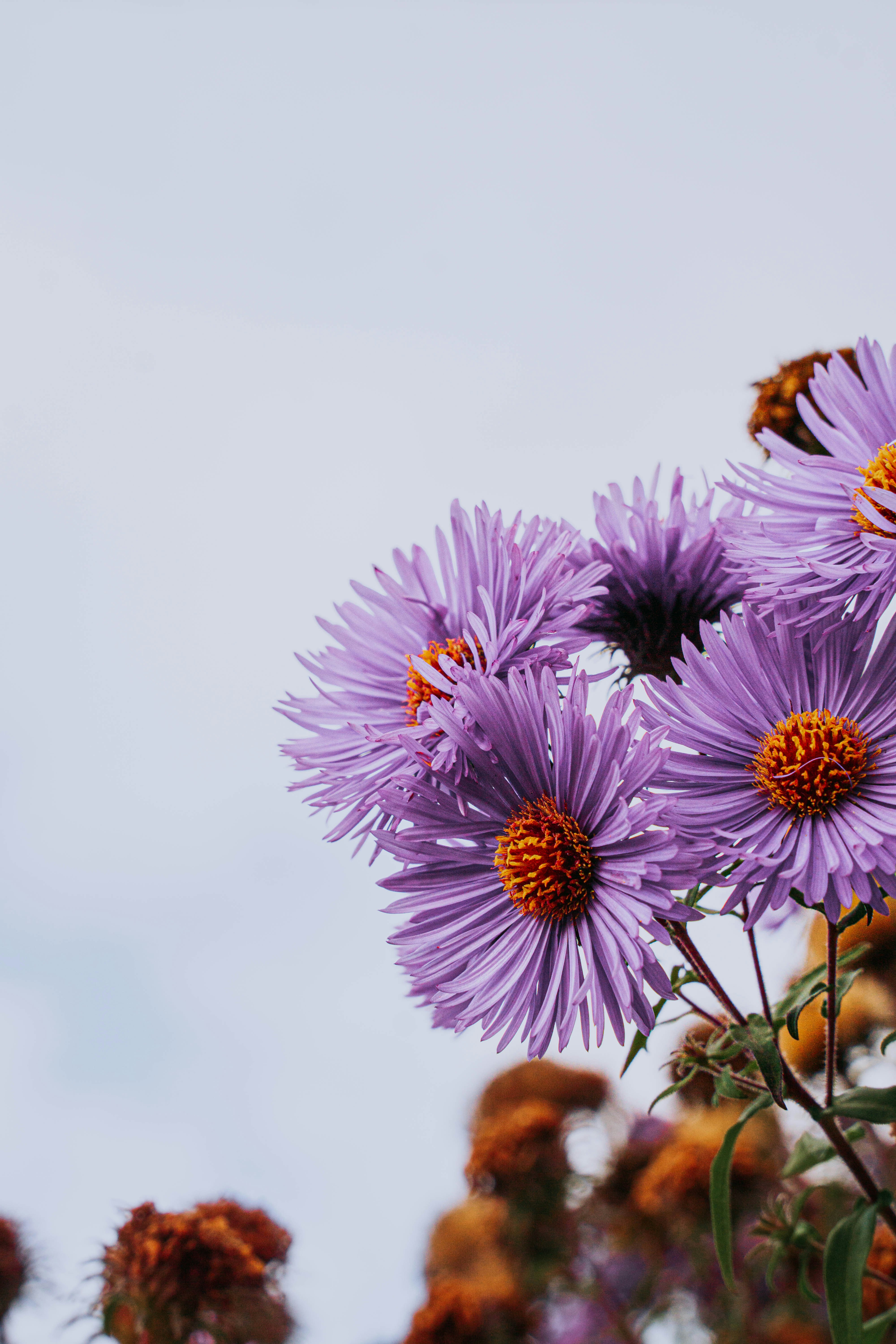 A bunch of purple flowers with a sky background photo – Free Vitebsk ...
