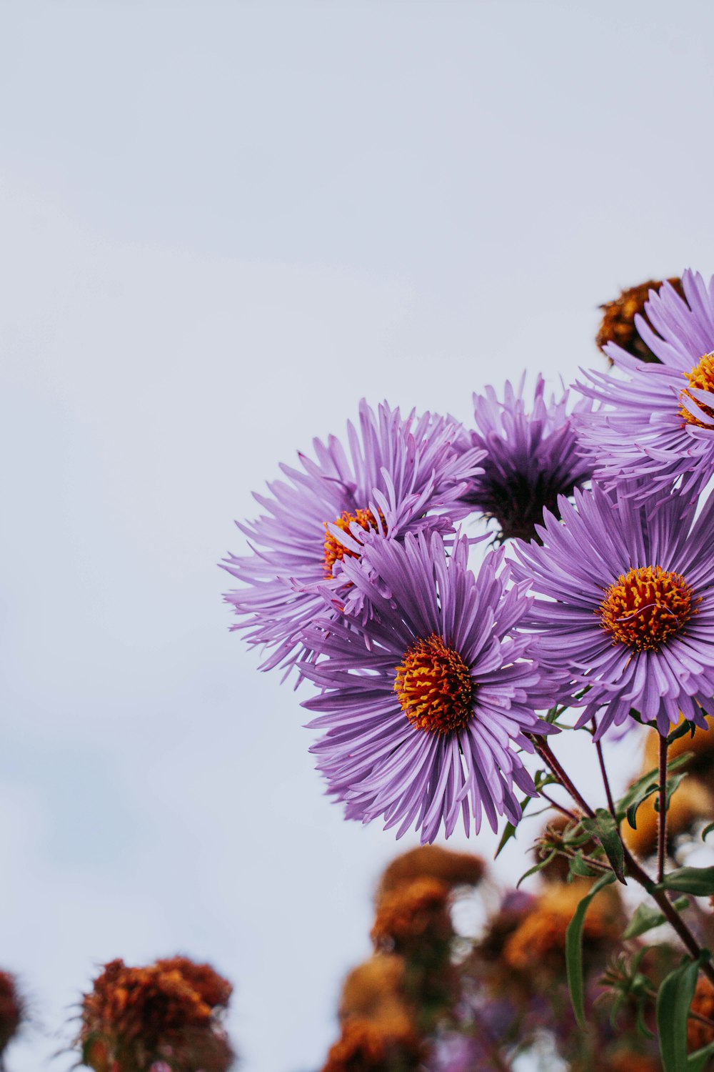 a bunch of purple flowers with a sky background